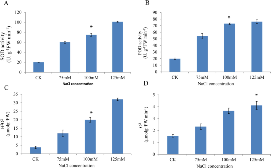 Effect of with or without salt stress on activities of (A) SOD, (B) POD, (C) H2O2 and (D) O2–.