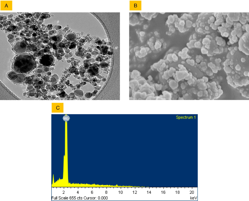 Characterization of Mo NPs in terms of size and shape was conducted using TEM (A) and SEM (B), respectively. The chemical composition was confirmed through EDS (C) measurements.