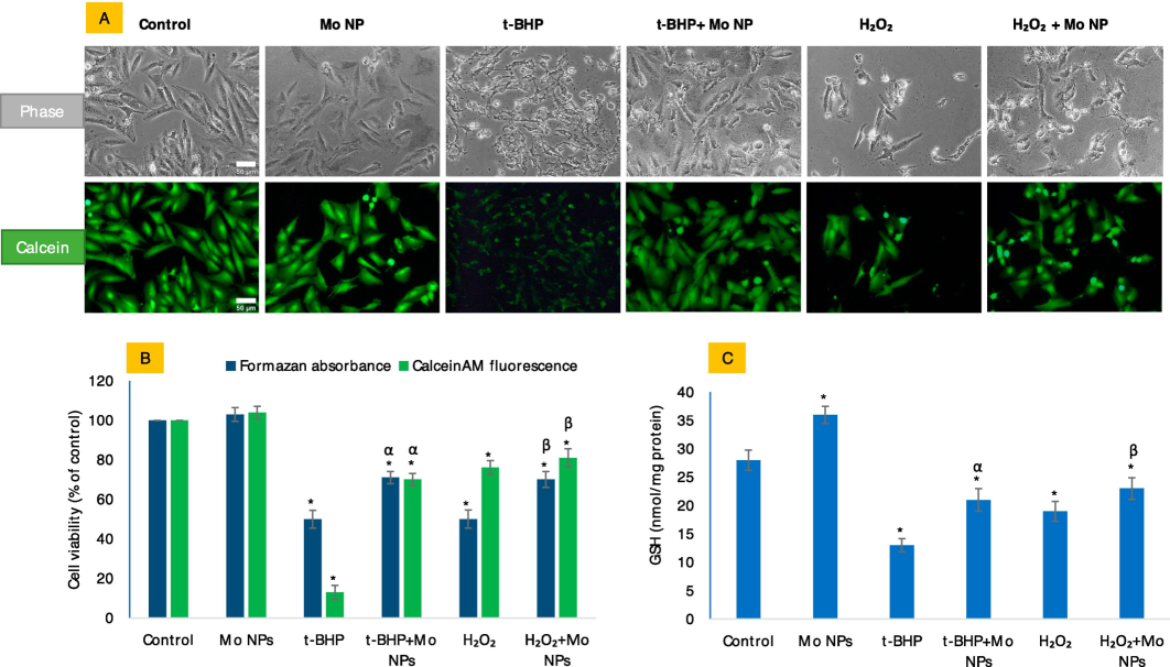 The potential antioxidative properties of Mo NPs in HUVE cells were investigated concerning the IC50 values of two oxidants: t-BHP) and H2O2. In this study, Mo NPs refer to a concentration of 100 µg/mL of Mo NPs, while t-BHP and H2O2 represent the IC50 values of t-BHP and H2O2, respectively, as indicated in all subsequent figures. Figure (A) displays phase-contrast images (upper panel labeled as 'phase') and calceinAM green images (lower panel labeled as 'calcein') that were captured for the same set of treatments described above the images. The intensity of calceinAM fluorescence is compared with the MTT bioassay in Figure (B). Figure (C) summarizes the potential antioxidative effect of Mo NPs on intracellular GSH levels against the two oxidants tested in this study. The scale bar, present only in the control images, represents a length of 50 µm captured by a 20 × objective. The data presented in this study are the mean ± standard deviation of three identical experiments (n = 3) conducted in triplicate. * denotes statistically significant differences compared to the control (p < 0.05). The symbols α and β denote a significant difference in the response of Mo NPs (100 µg/mL) alone versus co-exposure with t-BHP or H2O2, respectively. (For interpretation of the references to color in this figure legend, the reader is referred to the web version of this article.)