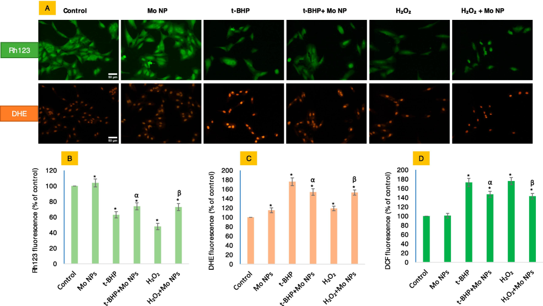 Mitochondrial membrane potential (MMP) and superoxide radical (O2•−) in HUVE cells were determined by live cell imaging co-labeled with two probes. The evaluation of MMP was conducted using the Rh123 probe, as shown in the upper green images in Fig. 4A, and the production of O2•− with the O2•−-specific DHE probe, as depicted in the red fluorescing images in Fig. 4A (lower panel). The corresponding fluorescence intensities can be found in Figures (B) and (C), respectively. General ROS levels were assessed using DCFH-DA (D). The fluorescence intensities of individual cells in each treatment group were quantified using the ImageJ software provided by NIH, Bethesda, US. The scale bar, present only in the control images, represents a length of 50 µm captured by a 20 × objective. The data presented in this study are the mean ± standard deviation of three identical experiments (n = 3) conducted in triplicate. * denotes statistically significant differences compared to the control (p < 0.05). The symbols α and β denote a significant difference in the response of Mo NPs (100 µg/mL) alone versus co-exposure with t-BHP or H2O2, respectively. (For interpretation of the references to color in this figure legend, the reader is referred to the web version of this article.)