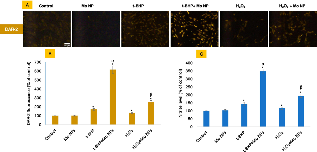 NO levels were measured by imaging live cells labeled with NO-specific DAR-2 probe as given in figures (A and B). NO was also indirectly analyzed by Griess reagent (C). The scale bar, present only in the control images, represents a length of 50 µm captured by a 20 × objective. The data presented in this study are the mean ± standard deviation of three identical experiments (n = 3) conducted in triplicate. * denotes statistically significant differences compared to the control (p < 0.05). The symbols α and β denote a significant difference in the response of Mo NPs (100 µg/mL) alone versus co-exposure with t-BHP or H2O2, respectively.