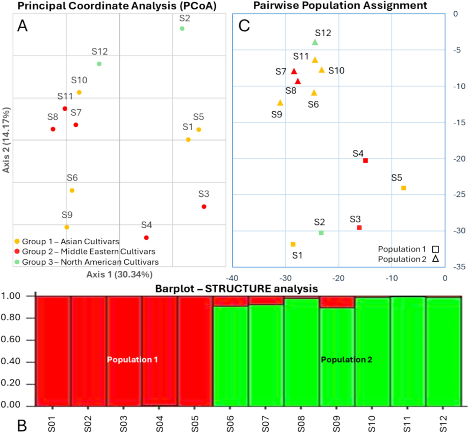 Genetic clustering patterns of mango cultivars based on population structure analysis. (A) Principal Coordinate Analysis (PCoA) plot illustrating the genetic relationships among mango cultivars, with axis 1 explaining 30.34 % and axis 2 explaining 14.71 % of the variation. (B) STRUCTURE simulation at k = 2 revealing two distinct clusters: Cluster 1 (Population 1) comprising samples S1 to S5 and Cluster 2 (Population 2) including samples S6 to S12. (C) Population assignment test based on STRUCTURE outputs.