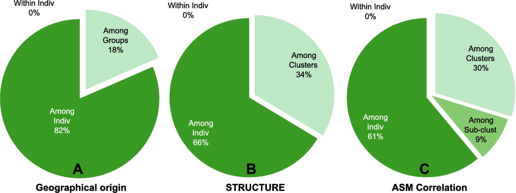 Pie charts representing the proportion of genetic variation within and among individuals for three grouping schemes. (A) based on hypothesized geographic origins; (B) utilizing STRUCTURE software clustering; and (C) considering clusters and sub-clusters detected by ASM correlation heatmap.