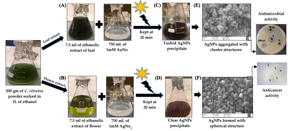 Extraction and green synthesis of silver nanoparticles from C. citratus ethanolic solvent; (A and C) synthesis of silver nanoparticles using C. citratus leaf ethanolic extract; (B and D) synthesis of silver nanoparticles using C. citratus flower ethanolic extract; (E and F) synthesis of silver nanoparticle crystal structures in C. citratus leaf and flower ethanolic extracts.