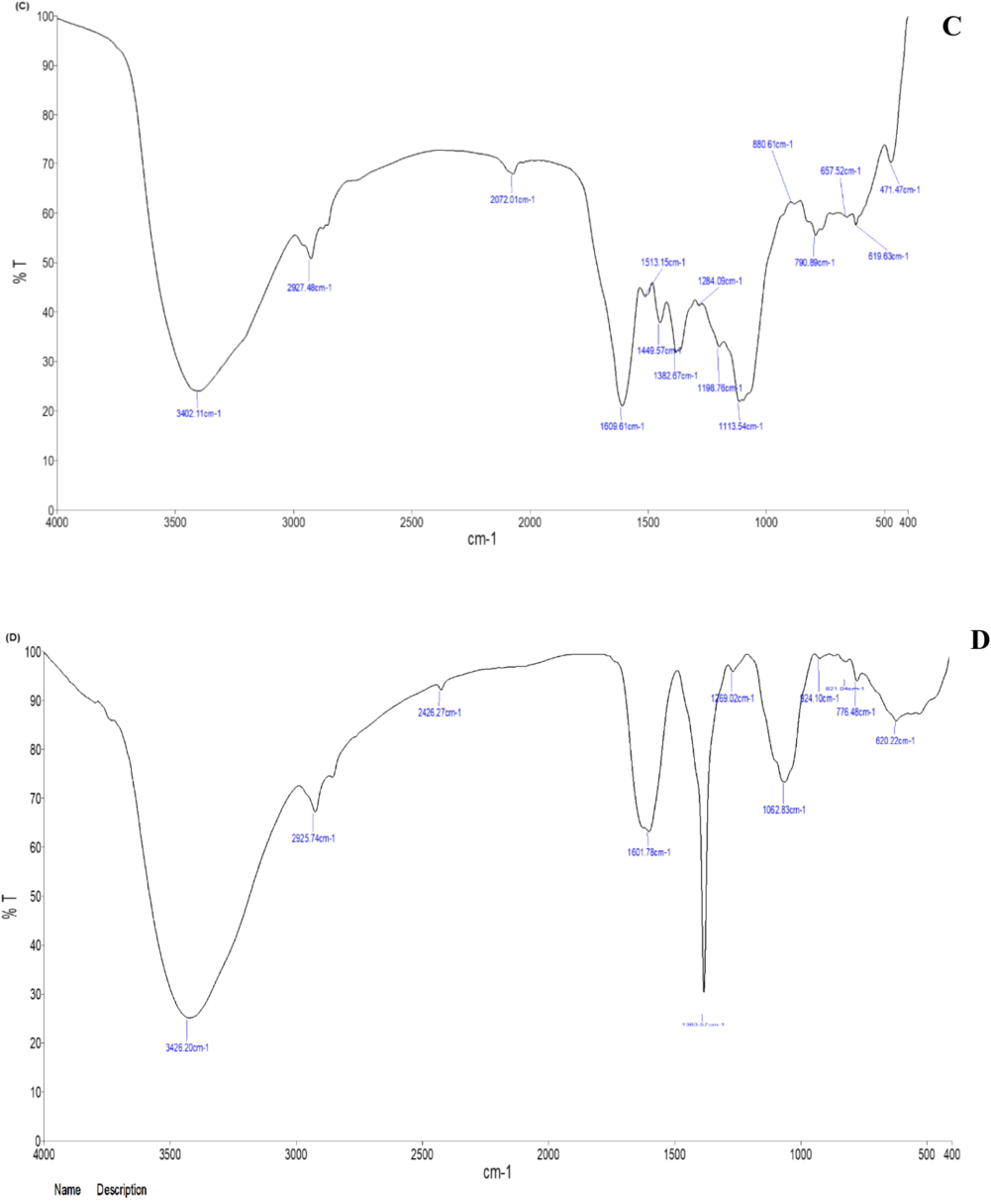 FTIR spectral analysis of C. citratus leaf and flower ethanolic extracts and synthesized AgNPs; (A) C. citratus leaf extract; (B) C. citratus flower extract; (C) C. citratus leaf extract–silver nanoparticles; (D) C. citratus flower extract–silver nanoparticles.