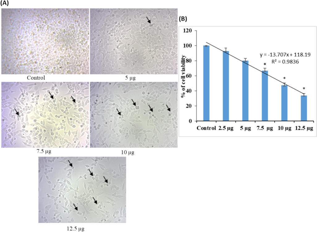 Cytotoxicity study of AgNPs synthesized from C. citratus extracts; (A) representative images of A549 cells treated with different concentrations of C. citratus (leaf extract) AgNPs; (B) quantitative data from MTT assays showing the inhibitory concentrations of AgNPs extracted from leaves. The calculated IC50 value of C. citratus leaf extract-synthesized AgNPs was 8.6 ± 0.72. (C) Representative images of A549 cells treated with different concentrations of C. citratus (flower extract) AgNPs. (D) Quantitative MTT assay data showing the inhibitory concentrations of AgNPs. The calculated IC50 value of the AgNPs synthesized from C. citratus flower extract was 7.2 ± 0.54; the arrows indicate the presence of dead cells. The values were calculated as the mean ± standard error (SE). A level of significance of p< 0.05 was chosen based on three replicate experiments.