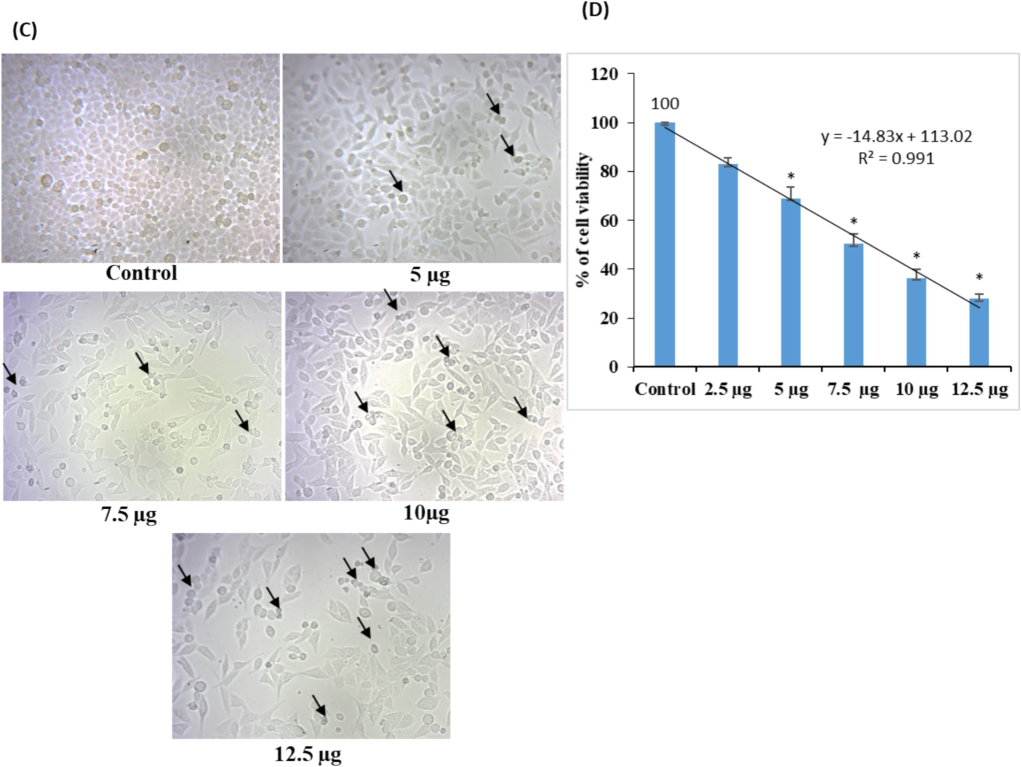 Cytotoxicity study of AgNPs synthesized from C. citratus extracts; (A) representative images of A549 cells treated with different concentrations of C. citratus (leaf extract) AgNPs; (B) quantitative data from MTT assays showing the inhibitory concentrations of AgNPs extracted from leaves. The calculated IC50 value of C. citratus leaf extract-synthesized AgNPs was 8.6 ± 0.72. (C) Representative images of A549 cells treated with different concentrations of C. citratus (flower extract) AgNPs. (D) Quantitative MTT assay data showing the inhibitory concentrations of AgNPs. The calculated IC50 value of the AgNPs synthesized from C. citratus flower extract was 7.2 ± 0.54; the arrows indicate the presence of dead cells. The values were calculated as the mean ± standard error (SE). A level of significance of p< 0.05 was chosen based on three replicate experiments.