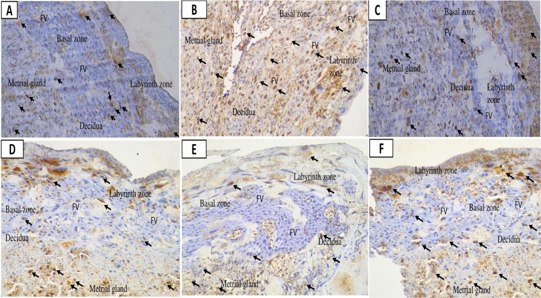 Placental caspase-3 expression following nano-based herbal mahkota dewa treatment. EC: Epithelial Cells, FV: Fetal vessels.