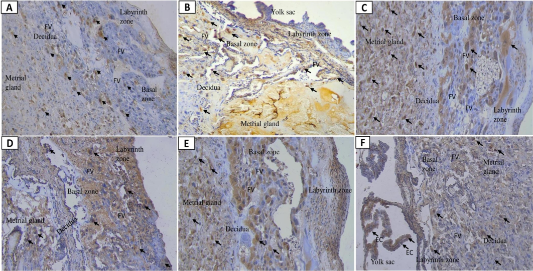 Placental caspase-8 expression following nano-based herbal mahkota dewa treatment. EC: Epithelial Cells, FV: Fetal vessels.