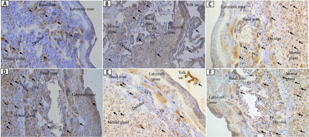 Placental caspase-10 expression following nano-based herbal mahkota dewa treatment. EC: Epithelial Cells, FV: Fetal vessels.