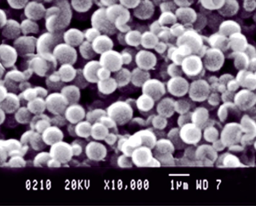 SEM image of the AgNPs.