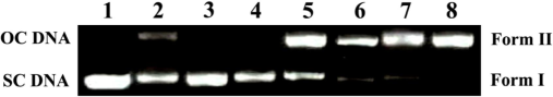 Image of the gel electrophoresis for the control trials with SC DNA (0.5 µg) and additional additives at 365 nm after an hour of exposure. Lane 1 represents DNA Control + supernatants; lane 2 represents DNA + DMSO (4 µl) + AgNPs; lane 3 represents DNA + NaN3 (38 µM) + AgNPs; lane 4 represents DNA + Tris (14 µl) + AgNPs; lane 5 to 8 represents DNA + 50, 100, 150, 200 µM AgNPs, respectively.