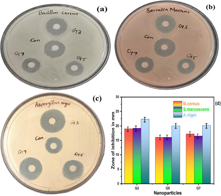 (a-c) Antimicrobial activity of Bacillus cereus, Serratia marcescens, and Aspergillus niger (d)Antimicrobial efficiency bar graph of NiO NPs.