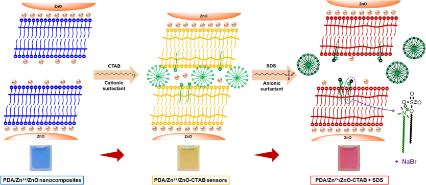 Proposed color transition mechanism of PDA/Zn2+/ZnO-CTAB sensors upon addition of an anionic surfactant, SDS. Schematics illustrate interactions between CTAB and SDS at outer layer of the nanocomposites.