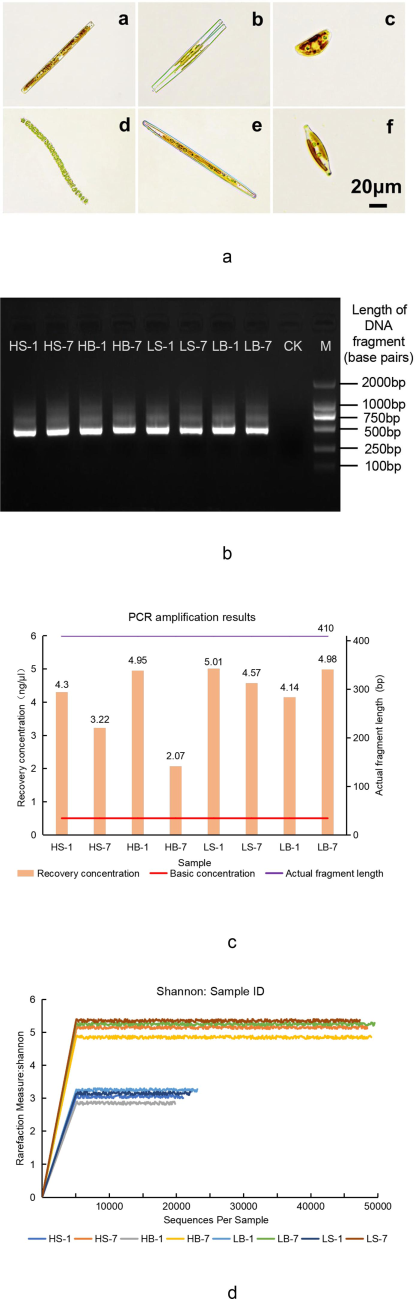 Identification results of dominant species and samples by sequencing. (a), which is six dominant algae genera, a- Nitzschia; b- Fragilaria; c- Synedra; d- Melosira; e- Navicula; f- Liagora, Bar = 20 μm. (b) shows the 1.2 % agarose gel electrophoresis, with ten lanes, where “M” stands for “Marker,” the length of the correct gene fragment is used as the reference of the length of the sample DNA fragment, and “CK” stands for “Check” to ensure that the experimental results are not interfered by the outside world. (c) is the Combination diagram of PCR amplification results. (d) shows the Shannon sparse curve, the curve tends to be gentle, and the depth of reaction sample sequencing is reasonable. Examples of sample grouping: H/L represents the high/low flow-rate zone, B/S represents the sampling point of the bottom/side wall, and 1/7 represents the test period 1d/7d.