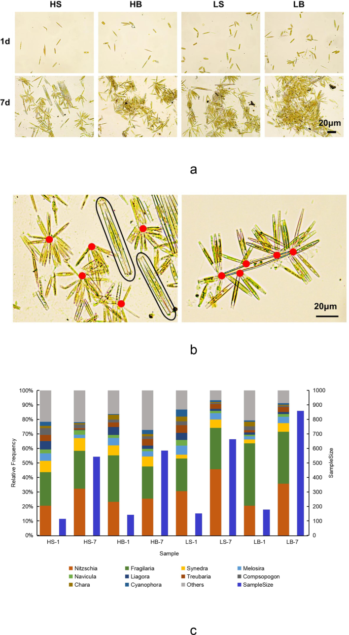 Effects of flow rate on dominant algal genera's attachment and aggregation behavior. (a) Dominant algal communities in each sample. Bar = 20 μm. (b) Mapping the attachment behavior of Nitzschia and Fragilaria, the attachment sites of Nitzschia are shown in red, and the black box selects Fragilaria. Bar = 20 μm. (c) Composition abundance and algae sample size, the legend marks the top 10 genera in the sample, and blue legends indicate the algae sample size.