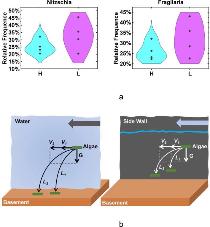 Distribution mechanism of Nitzschia and Fragilaria. (a) Comparing the distribution of high/low flow-rate dimensions of Nitzschia and Fragilaria, the abscissa naming rules refer to Fig. 1, and the ordinate indicates the species abundance of this species in the corresponding dimension. (b) Schematic diagrams of algal attachment to the basement and side walls at high and low flow rates. V1 and V2 represent low flow rate (0.538 m/s) and high flow rate (0.794 m/s), and the corresponding algae trajectories are L1 and L2.