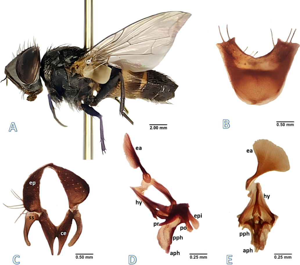 Phylloteles hyalipennis (Baranov, 1934) adult male. A male habitus, lateral view, B fifth sternite, ventral view. C cercus and surstylus, caudal view. D phallus, lateral view. E phallus, ventral view. Abbreviations: aph-acrophallus, ce- cercus, ea-ejaculatory apodeme, ep- epandrium, epi- epiphallus, hy- hypandrium, pph- paraphallus, po- postgonite, pr- pregonite, ss- surstylus.