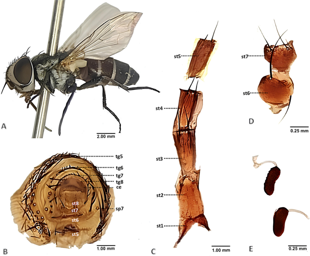 Phylloteles hyalipennis (Baranov, 1934) adult female. A female habitus, dorsal view. B terminalia, posterior view. C sternites 1–5, ventral view. D sternites 6 + 7, ventral view. E spermathecae. Abbreviations: ce- cercus, sp- spiracle, st- sternite, tg- tergite.