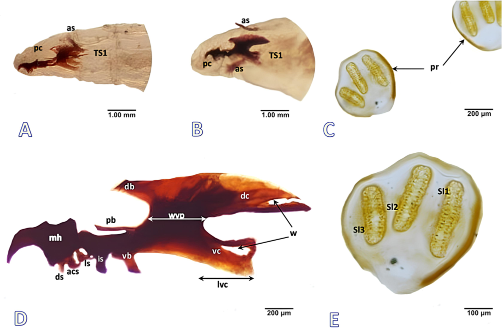 Larvae of Phylloteles hyalipennis (Baranov, 1934). A First instar, anterior view. B Second instar, anterior view. C Posterior spiracle, third instar. D Cephaloskeleton, third instar. E Left posterior spiracle, third instar. Abbreviations: acs- accessory stomal sclerite, as- anterior spiracle, db- dorsal bridge, dc- dorsal cornu, ds- dental sclerite, is- intermediate sclerite, ls- labial sclerite, lvc- length of ventral cornu, mh- mouthhooks, pb- parastomal bar, pc- pseudocephalon, sl- spiracular slit, TS- thoracic segment, vb- ventral bridge, vc- ventral cornu, w- window, wvp- width of vertical plate.