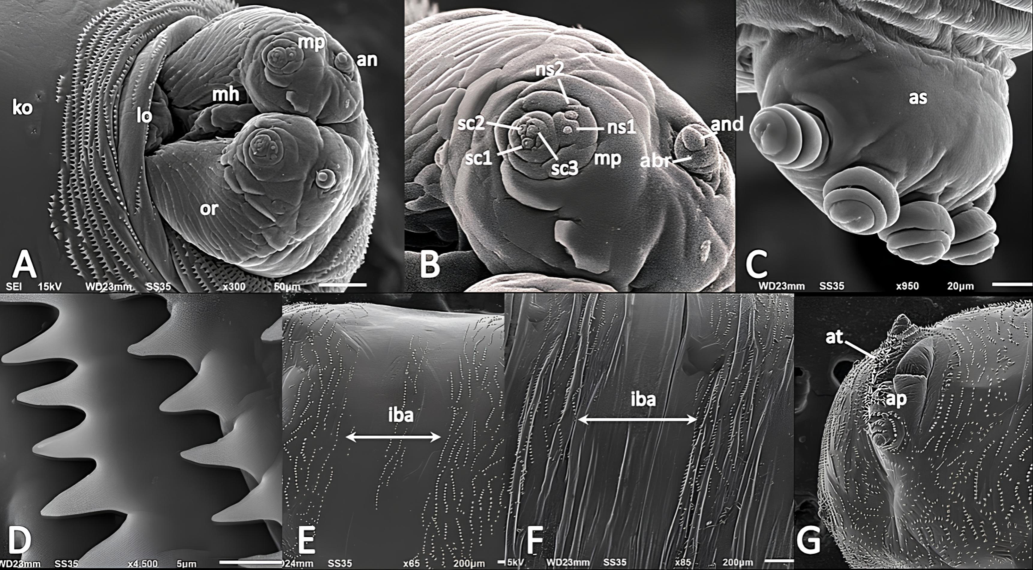 SEM analysis of Phylloteles hyalipennis (Baranov, 1934) third instar larva. A anterior end, antero-ventral view. B antennal complex and maxillary Palpus. C anterior spiracle. D anterior spines. E abdomen, ventral view. F abdomen, dorsal view. G posterior end, ventral view. Abbreviations: abr- antennal basal ring, an- antennal complex, and- antennal dome, as- anterior spiracle, at- anal tuft, ap- anal pad, iba- inter-band area, ko- Keilin’s organ, lo- labial organ, mh- mouth hook, mp- maxillary palpus; ns1- first additional sensillum coeloconicum; ns2- second additional sensillum coeloconicum, or- oral ridges, sc1–3- sensilla coeloconica 1–3.