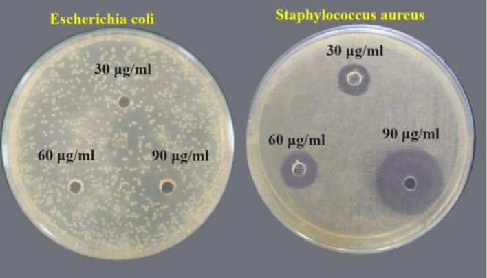 Images showing the antibacterial activity of SnO2 NPs on two types of bacteria.