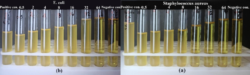 Experimental antibacterial activity test tubes of SnO2 NPs by the MIC method.