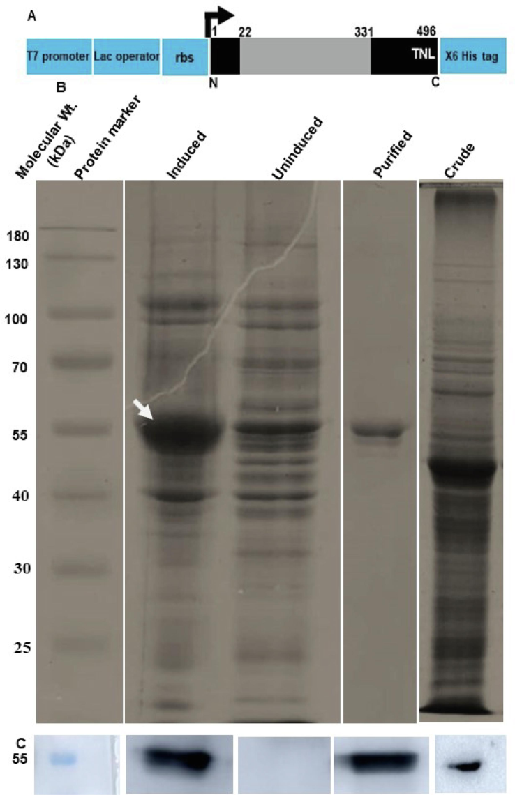 The overexpression, purification and western blot analysis of OsGR: The OsGR was subcloned in pET21b under a T7 lac promoter. (A) shows the diagrammatic representation of pET21b subcloning. The black and grey color bars represent the OsGR full-length protein and FAD/NAD(P) domain respectively. The blue color bars represent the parts of the vector. The numbers at the top indicate the position of amino acids. The “TNL” represents the peroxisome targeting signal type 1 present in OsGR. N – N terminus, C – C terminus, rbs – ribosome binding site. The subcloning was followed by induction in an IPTG-dependent manner (B). The bacterial extract of induced and uninduced samples was collected, sonicated and resolved in a 12 % SDS-PAGE. The induced sample was further processed via Ni-NTA column for purification based on 6X His affinity chromatography. The molecular weight was determined using the protein molecular weight marker (ThermoFisher Scientific). The digits at left indicate the molecular weight in kDa and the texts at the top of each lane describe the samples loaded on the corresponding lane. The white-colored arrow indicated the protein of interest. The lowest panel indicates the western blot of proteins using an anti-OsGR antibody. The leftmost lane indicates the protein molecular weight marker (55 kDa,), followed by induced, uninduced, purified and crude plant protein extracts respectively, probed with antibody (C).