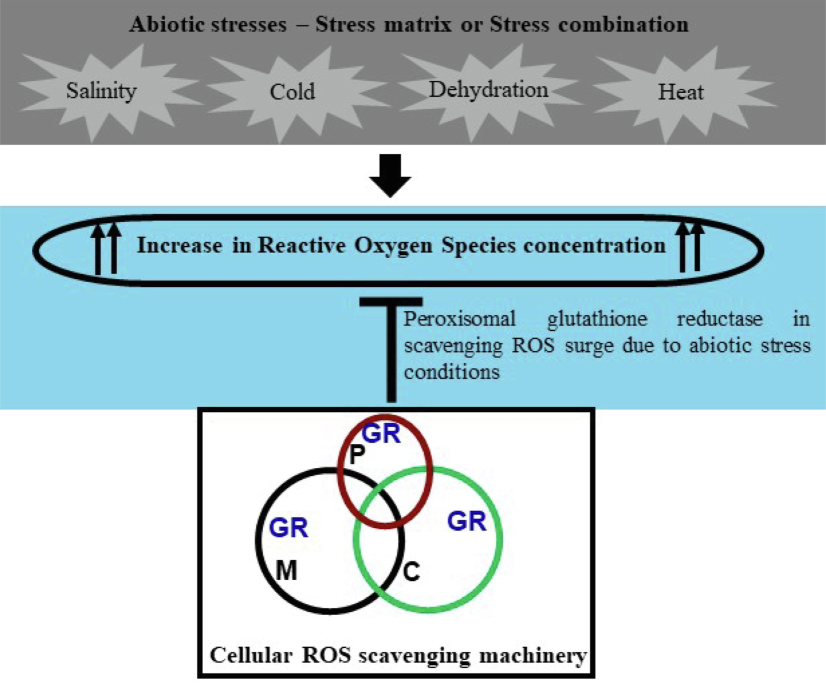 Reactive oxygen species (ROS) constitute a common aftereffect of all the abiotic stresses. The scavenging of ROS is primarily done by an interplay of three organelles; Mitochondria (M), Chloroplast (C), and Peroxisome (P). The involvement of peroxisomal glutathione reductase (GR) has been demonstrated in scavenging the cellular ROS surge.