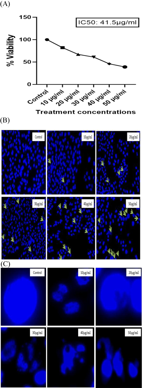 (A) Graphical representation of cell viability against cervical cancer cells at various concentrations of β-Glucan particles. The data are expressed as mean ± SEM from three separate experiments. All the values were significant with p < 0.0001. (B) Images of HeLa cells stained with Hoechst 33,342 dye. Morphological changes are indicated by arrows. (C) In untreated or control cells, nuclei are stained evenly and appear round in shape. In treated cells, the nuclei are not properly stained and are generally fragmented.