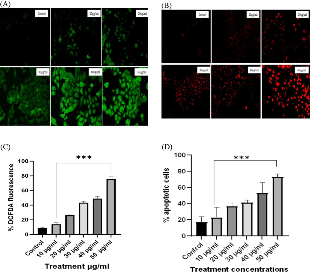 (A) Intracellular ROS generation of HeLa cell lines against various concentrations of β-Glucan particles. In untreated (control) cells, there is no or little ROS generation while it significantly increased in treated cells. Maximum ROS generation was observed at 50 µg/ml concentration of β-Glucan particles. (B) In control cells, there is very low fluorescence indicating that most of the cells were live and dye was not able to permeate them. A significant increase in fluorescence upon the increase in concentration indicated that mortality of HeLa cells increased after treatment. (C) Statistical analysis of ROS showing % DCFDA fluorescence increasing with the concentration of β-Glucan with p < 0.001. (D) Propidium Iodide staining showed an increase in apoptotic cells upon treatment β-Glucan particles. All the values presented here are measured with the help of ImageJ software and analyzed with the help of a GraphPad prism. The data are expressed as mean ± SEM from three separate experiments. All the values were significant with p < 0.0001.