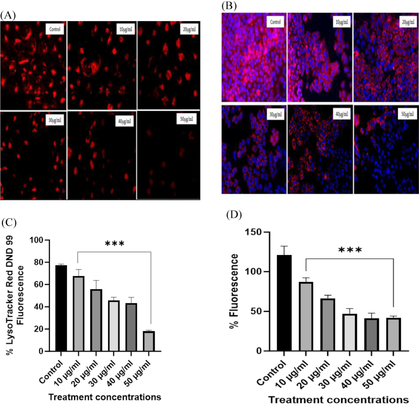 HeLa cells staining with LysoTracker and MitoTracker. (A) LysoTracker accumulation in acidic organelles resulted in intense red color fluorescence in untreated/control cells. Membrane disintegration occurred upon treatment with β-Glucan particles resulted in diminished fluorescence in treated cells. (B) Staining of HeLa cells with MitoTracker Red CMX ROS showed that β- Glucan particles increasing the mortality of HeLa cells with the increase in concentration. Dye accumulated well in the untreated cells and as treatment was given, mitochondrial membrane potential started to change into positive and resulted in less accumulation of dye in mitochondria resulting in reduced fluorescence indicating that cells are dying due to the treatment with β-Glucan particles. (C) Staining of HeLa cells with LysoTracker Red DND 99 showed dose-dependent accumulation of dye in cells and values were significant with p < 0.001. (D) MitoTracker Red CMX ROS analysis showed a decreased fluorescence upon the increase in the concentration of treatment.