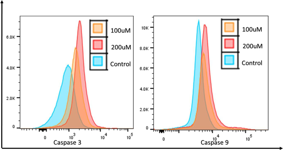 Upon exposure to different doses of β-Glucan particles (100–200 μM) to HeLa cells Caspase 3 and Caspase 9 activities were found to be increased.