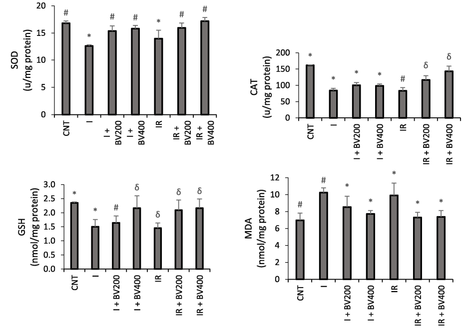 Effects of Berberis vulgaris plant extract on SOD, CAT, GSH, and MDA enzyme activity (mmol/min/mg tissue ± SD) in rats. *, #, δ: Bars marked with the same symbols do not differ statistically, while different symbols indicate that there is a significant difference (p < 0.05).