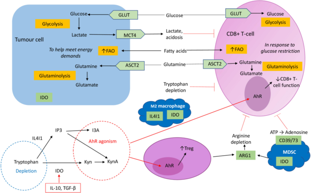 The effect of immune cell differentiation on changes in metabolism within the tumor microenvironment (TME). Increased tumor aerobic glycolysis, which is driven by an upregulation of GLUT-mediated glucose provision, causes lactate accumulation in the TME. Cancer cells receive energy from this process to proliferate rapidly. Furthermore, tumor cells use fatty acid oxidation (FAO) as a ()