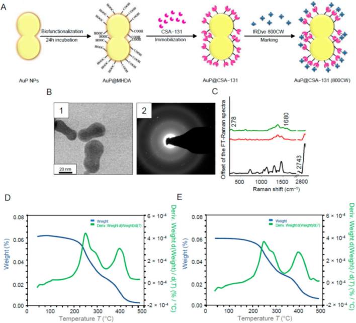 Diagram showing the biofunctionalization of AuP NPs, the immobilization of ceragenin (CSA), and the IRDye® 800CW. (A) labeling of AuP@CSA-131. STEM image of the produced AuP NPs (B1) and the gold nanoparticles' SEAD patterns (B2) utilized in the creation of nanosystems. CSA-131 immobilized on the AuP NPs surface (red spectrum), MHDA's unenhanced FT-Raman spectra (black spectrum), and CSA-131 immobilized on the AuP NPs surface marked with IRDye® 800CW (green spectrum) (C). TGA data of AuP@CSA-131 (D) and AuP@CSA-131 (800CW) (E) demonstrating the product's solvent removal and breakdown (Piktel, 2021).