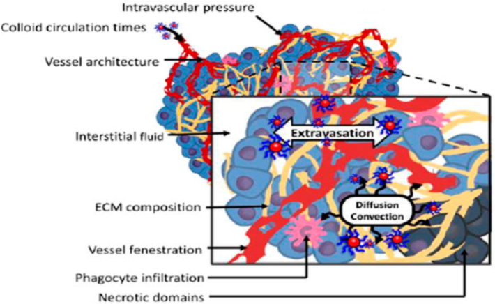 The enhanced permeation and retention (EPR) of the nanoparticles are caused by two phenomena: extravasation and later diffusion and convection of the colloid in the extracellular matrix (Subhan et al., 2021).