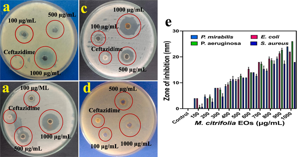 Anti-bacterial ability of M. citrofolia EOs against multi drug resistant bacteria of P. mirabilis (a), E. coli (b), P. aeruginosa (c) and S. aureus (d) by agar well diffusion method. Various concentrations of M. citrofolia EOs against all the tested pathogens with their zone of inhibition (e).