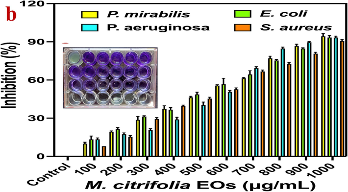 Minimum inhibition concentration (a) and percentage of inhibition (b) of M. citrofolia EOs against multi drug resistant bacteria by microtitre plate assay.