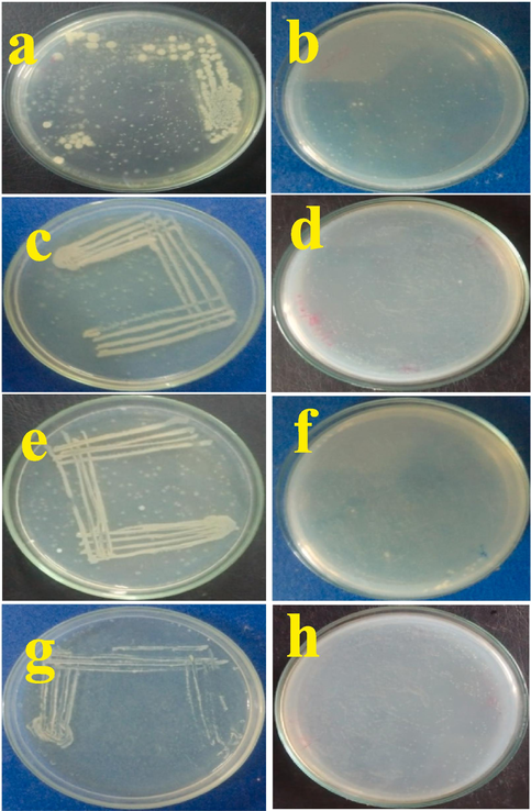 Validation of time-dependent inhibition assay of M. citrofolia EOs untreated and treated P. mirabilis (a, b), E. coli (c, d), P. aeruginosa (e, f) and S. aureus (g, h) at 24 h by muller hinton agar plates.