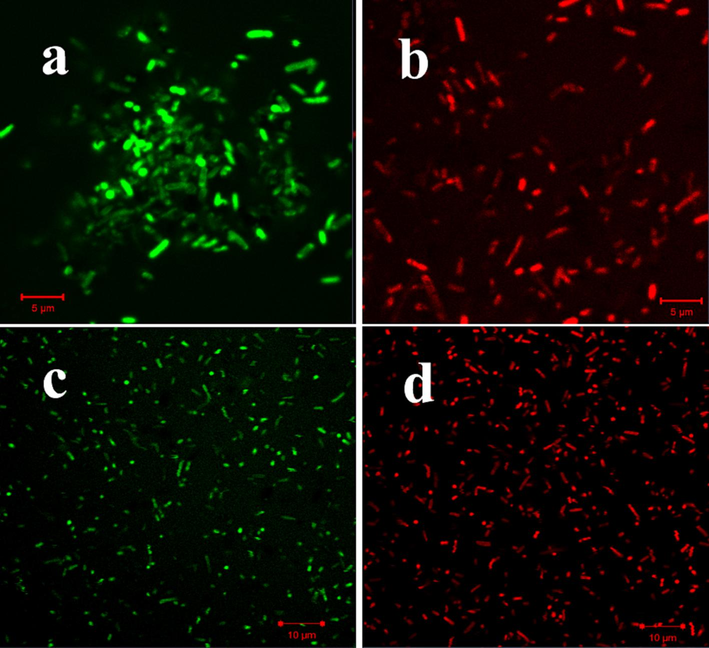 Detection of intracellular damages of M. citrofolia EOs untreated and treated P. mirabilis (a, b) and P. aeruginosa (c, d) by CLSM.