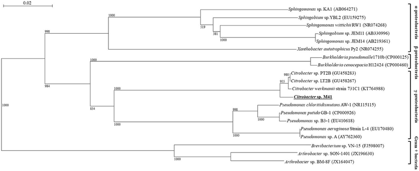 Phylogenetic tree of 16S rRNA of Citrobacter sp. M41 with those of the other bacteria in GenBank database.