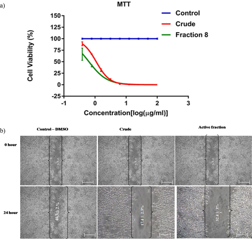 The cytotoxicity assay shows the impact of L. maculata active fraction on KB cells (a). The wound healing test was conducted on KB cells treated with 1 µg/ml control, crud, and active fractions for 24 h (b). T-Scratch software was used to capture and analyze wound edge photographs of cells treated with individual triplicates 24 h after treatment, allowing calculation of the percentage of migration.