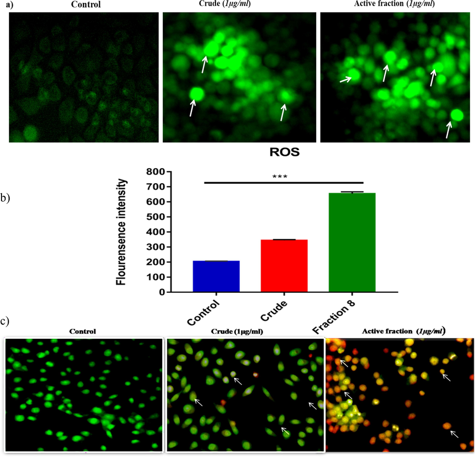 Intracellular ROS levels were assessed using DCFH-DA staining fluorescence microscopy in KB cells treated with 1 µg/ml L. maculata active fraction, revealing a pronounced increase in DCFH fluorescence, indicating elevated intracellular ROS (a). Intracellular ROS was quantified using spectrofluorometer analysis, confirming a significant rise in ROS levels upon treatment with L. maculata active fraction (b). Apoptosis induction in KB cells was assessed using AO/EB staining and visualization under a fluorescence microscope (c). The active fraction-treated cells displayed distinct morphological changes and the presence of apoptotic bodies, indicating the initiation of apoptosis (20x magnification).