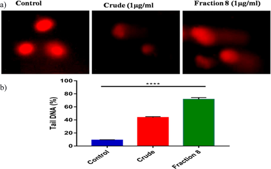 Oxidative DNA damage was assessed using the comet assay, and fluorescence microscopy images of DNA fragmentation were captured in various treatment groups (a). The percentage of tail DNA, with standard deviation values from six experiments for each group was quantified as part of the comet parameter analysis (b).