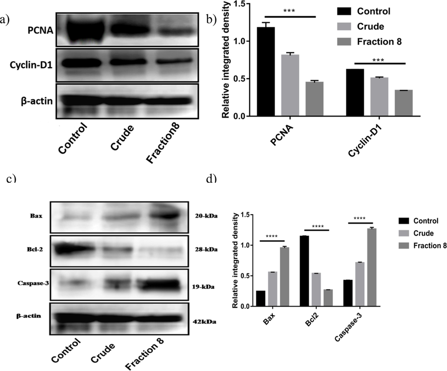 Western blot analysis of PCNA and cyclin D1 (a-b) and Bcl-2, Bax, and caspase-3 (c-d) expression in control, crude, and active fraction-treated KB cells. The lysates of KB cells were subjected to immunoblotting, revealing elevated levels of Bax and caspase-3 and decreased expression of Bcl-2 in the active fraction-treated cells, suggesting the induction of apoptosis.