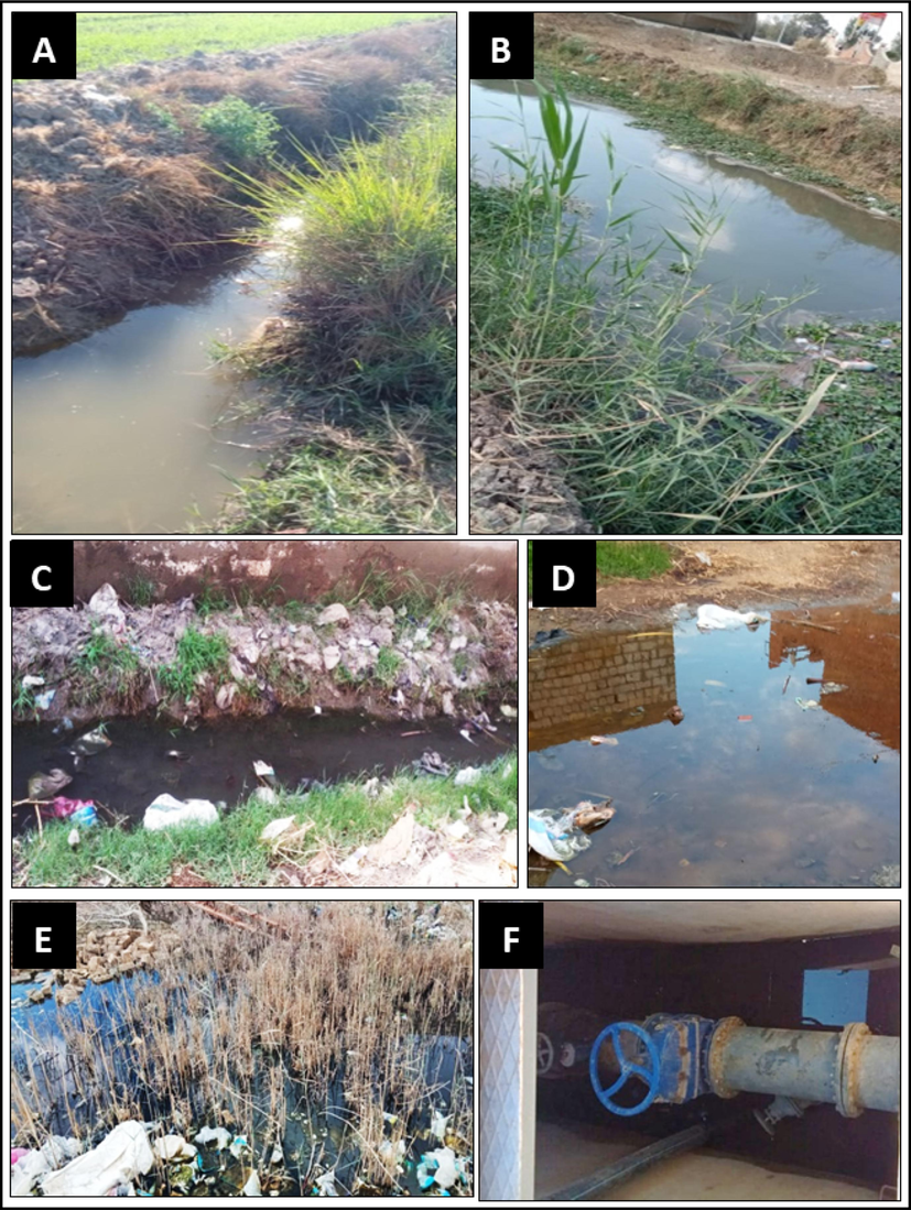 Different types of studied larval habitats in El-Fayoum Governorate: A): irrigation channel; B): agricultural puddle; C): canals; D): stagnant water puddle; E): swamp; and F): sewage tank.