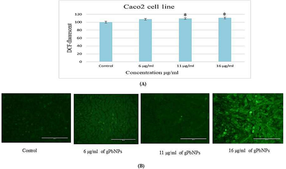 (A) Percentage change in intracellular in the Caco2 cell line (B) Generation of green fluorescence in Caco2 cell line after exposure to various concentration of gPbNPs for 24 h. The magnification power was 20x. *p ≤ 0.05 versus control.