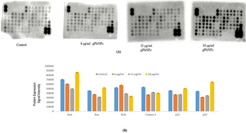 The levels of apoptosis – related proteins inCaco2 cell line with gPbNPs exposure was measured using the RayBio human apoptosis antibody array. (A) Equal total lysate protein was loaded on each RayBio Human Apoptosis Array membrane and selected pro-apoptosis an anti-apoptosis protein signal intensity are indicated in ref/blue boxes. (B) Representative bar graph of the apoptotic up/down regulate proteins. Error bars, ±S.E.