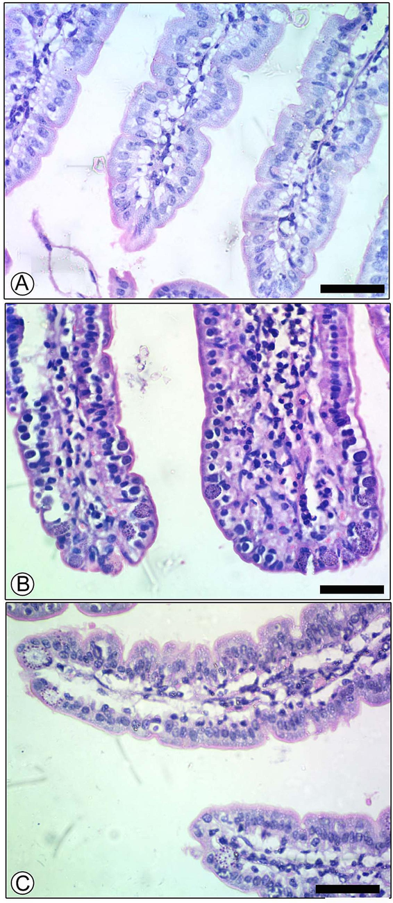 Histological sections of mouse jejunum stained with hematoxylin and eosin showed the effect of PGT at 150mg/kg on the parasitic stages of E. papillata.  (A) Uninfected control group; (B) Infected group showed high numbers of developmental stages; (C) Infected treated group with reduced numbers of developmental stages. Scale-bar = 50 µm.